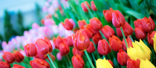 Friendship Blooms from a Tulip Garden